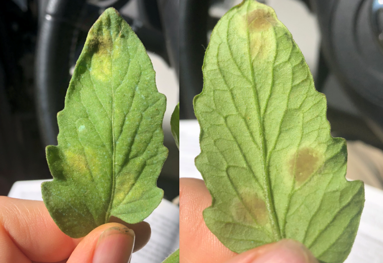 Tomato Leaf Mold Comparison